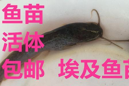 胡子鱼苗可以在20鱼缸开口不