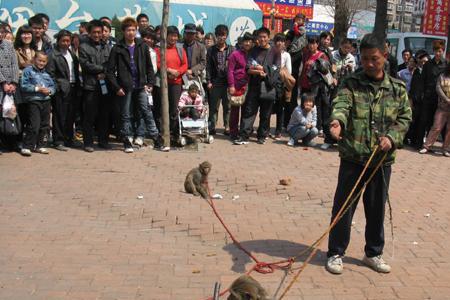 耍猴的人，猴子都是从哪里来的