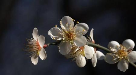 梅花让我想起外祖父缩句