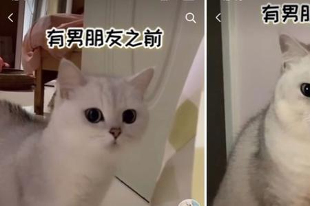 小猫咪吃奶出境抖音会封号吗