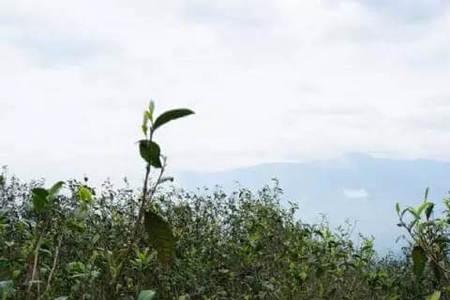 茶树多久成林