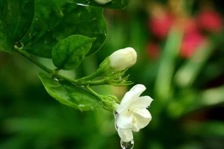 立秋后茉莉花还能开吗