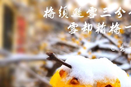 梅花漫卷漫天雪全诗解释