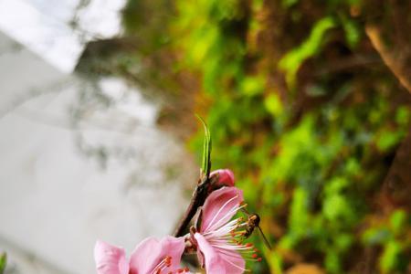 静待繁花开是什么意思