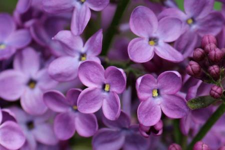 丁香花采摘后如何加工