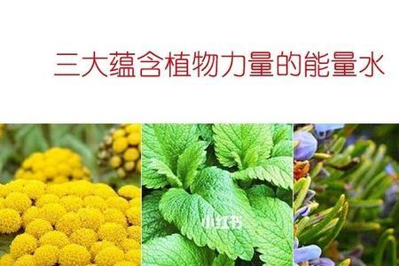 什么植物能量最高