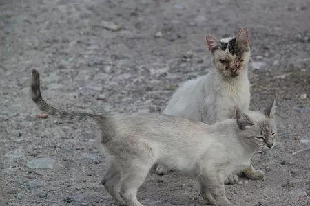 流浪猫可以饿几天