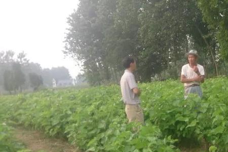 野蚕可以淋雨吗