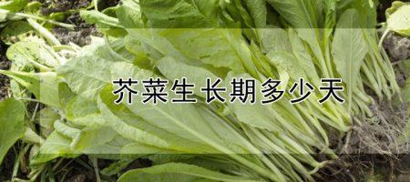 介菜怎么这么早开花