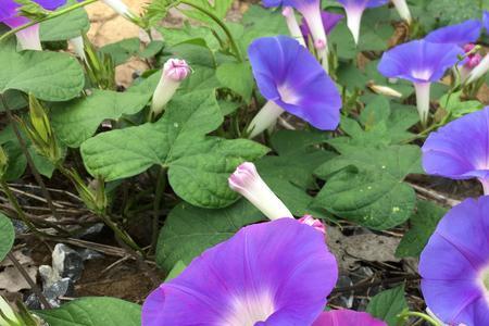 路边牵牛花怎样移植