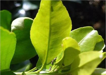 脐橙木虱怕什么植物