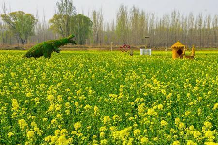 吴家堡油菜花开放时间