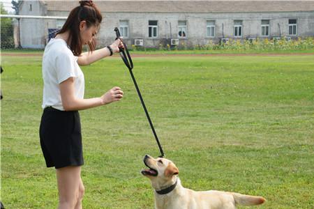 警花和警犬小樱桃相识的时侯