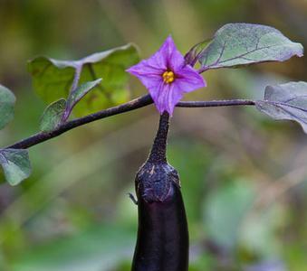 茄子花谢了就会结茄子吗