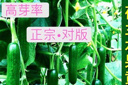 陈了4年黄瓜种子能种吗