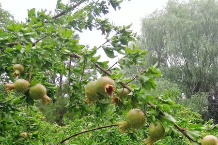 蔬菜久旱逢甘雨诗句