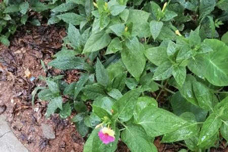 地雷花8月份种可以吗