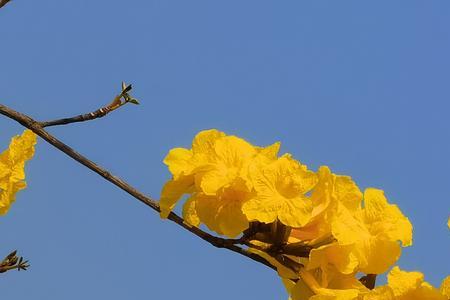 铃木花的寓意是什么