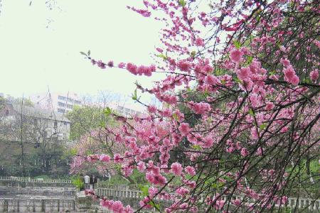 三月春雨戏桃花的诗句