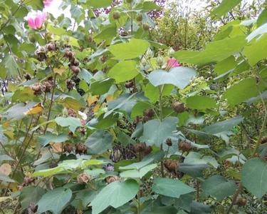 白芙蓉树有什么用