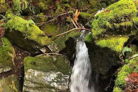 苔藓溪水文案