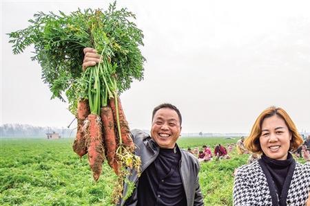 半头红萝卜什么时节种植