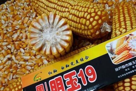 伟隆小麦169中科玉505玉米种好不好