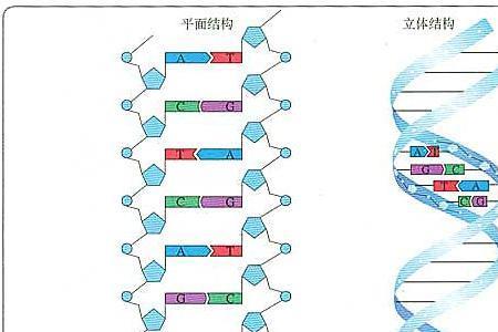 网络基因是什么意思