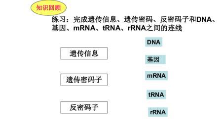 遗传密码的破译原理是什么呢