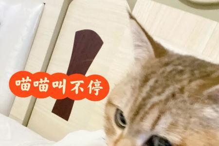 7天不见猫会不认识你吗