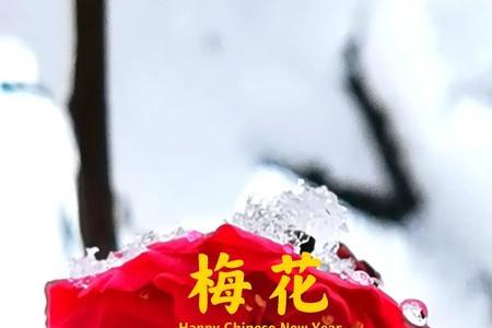 梅花飞舞漫天雪全诗解释