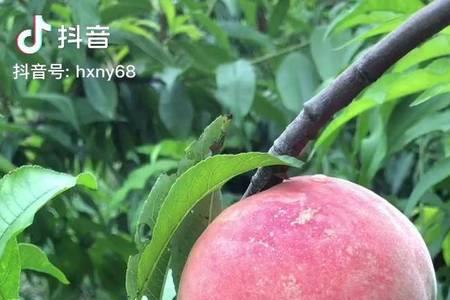 永莲蜜桃那个品种最好