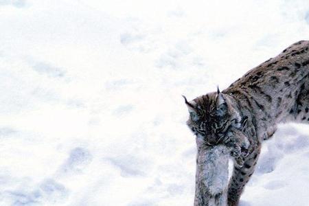 雪豹大战山猫谁更厉害