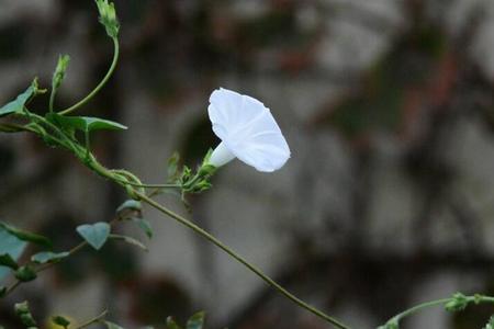 牵牛花为什么叫夕颜