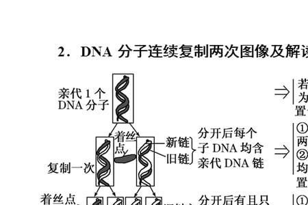 DNA复制的意义是什么