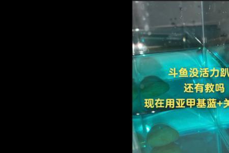 怎么看斗鱼对缸成功