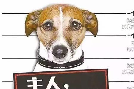 北京养犬乘坐电梯规定