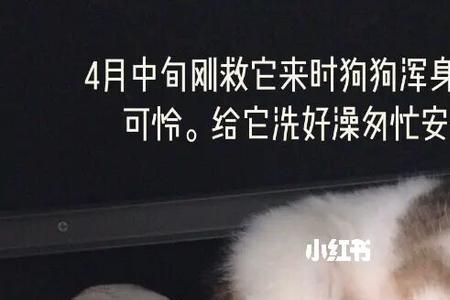 女朋友叫我小奶狗我叫什么