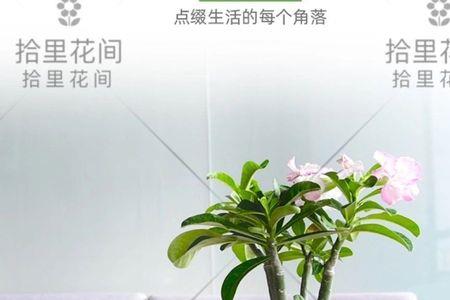 沙漠玫瑰精灵会开花吗