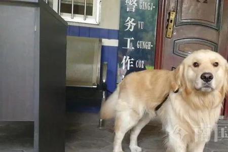 养了10年的金毛犬不给办证怎么办