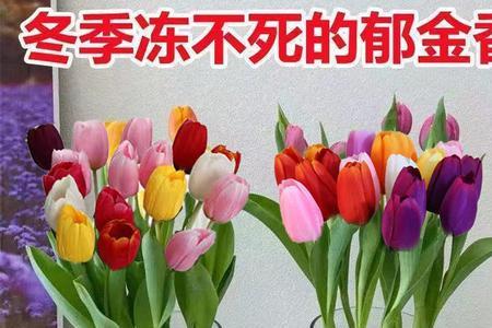 郁金香和水仙花哪个更容易水培