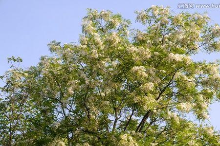 小雪季节槐树开花预兆是什么