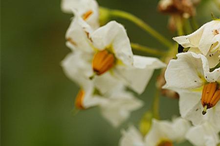 被称为幽香的花是什么