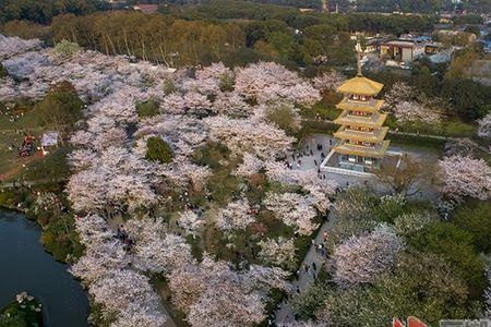 武汉东湖樱花园是什么时候种的