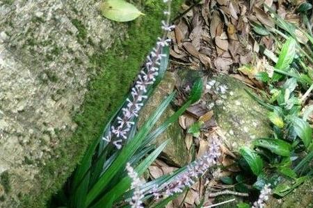 山上野兰花分公母吗