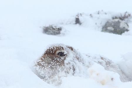 邮寄雪兔啥意思