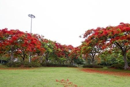 广元夏天有那些树开花