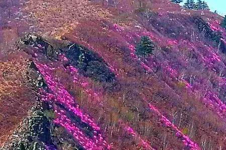 满山鸟鸣主要写了什么事