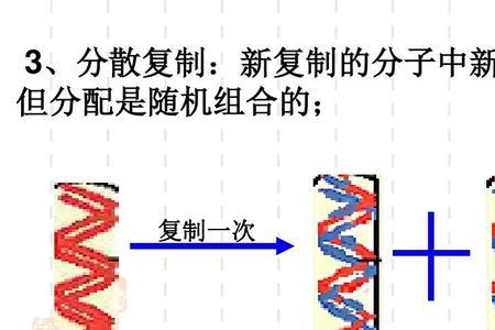 DNA复制的方向