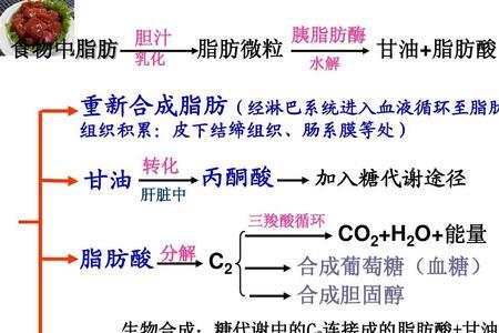 油脂脂肪酸是什么意思